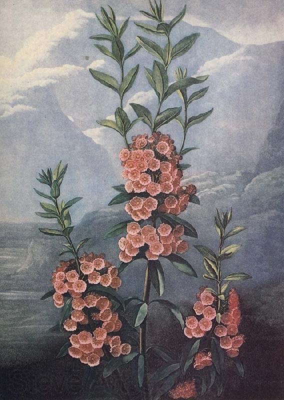 unknow artist slaktet kalmia ar uintergrona buskar med vackra blommor och dekorativt finns sju arter i stra nordamerika Spain oil painting art